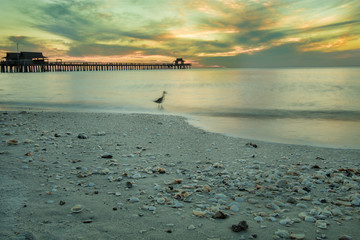 Naples Beach Pier at Sunset with Shells and Bird - 182855133