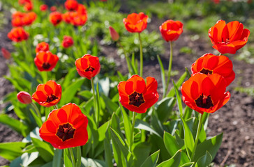 Tulip flowers in close up