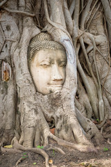 Ayutthaya Buddhahead Tree Thailand