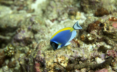 Fototapeta na wymiar underwater world - blue fish