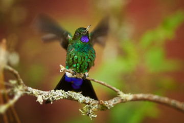 Obraz premium Isolated green and blue glittering Glowing Puffleg, Eriocnemis vestita, hummingbird with blurred, outstretched wings perched on mossy twig against colorful leaves of colombian rainforest background.
