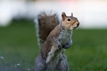 Eichhörnchen im Hyde Park