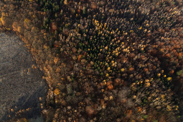 aerial view of the autumn forest