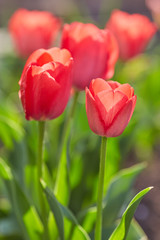Tulip flowers in close up