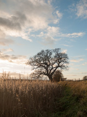 autumn landscape reeds sky sun flare bare branch tree