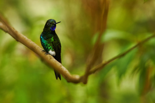 Green and blue glittering hummingbird, colorful male of Glowing Puffleg, Eriocnemis vestita, perched on twig  against blurred rainforest in background. Rio Blanco Nature Reserve, Colombia