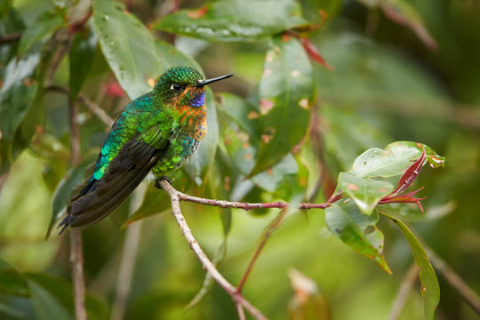 Green and blue glittering hummingbird, female of Glowing Puffleg, Eriocnemis vestita, perched on twig among green blurred leaves against rain forest in background. Rio Blanco Nature Reserve, Colombia