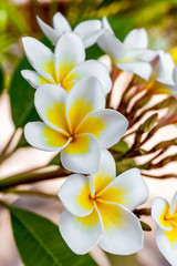 Fototapeta na wymiar Frangipani flowers (plumeria)