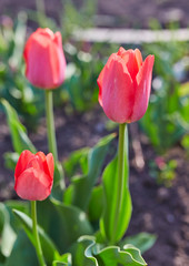 Tulip flowers in close up