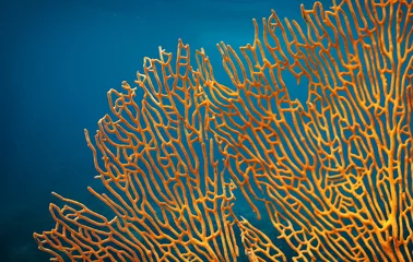 Zelfklevend Fotobehang Oranje zacht koraal Subergorgia sp of Subergorgonia, zeeleven, close-up onderwaterachtergrond © Free_styler