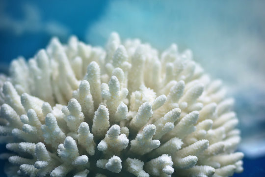 White soft coral Sinularia, marine life, underwater background