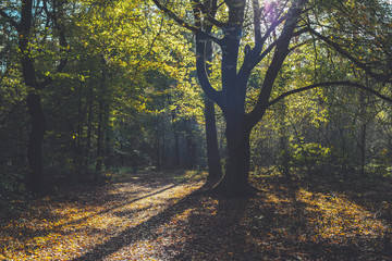 Autumn foliage in forest backlit by sunlight.