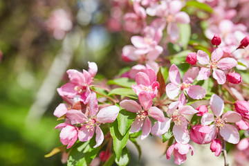 The beautiful blooming branch