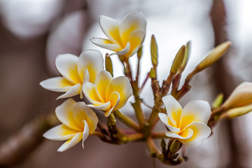 Frangipani flowers (plumeria) © Pierre-Yves Babelon