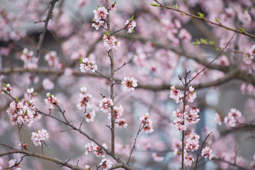White sakura flower blossoming as natural background on blurred backdrop