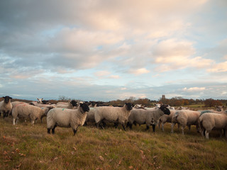 farmland close up white sheep farm grass grazing standing animals