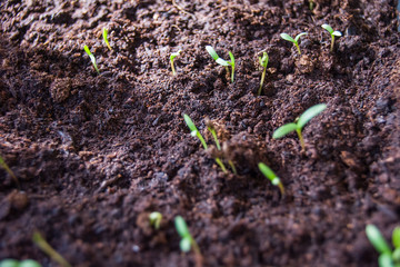 Tomato seedlings
