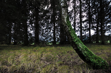 M&auml;rchenwald bei Biberach im Alg&auml;u