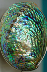 Blue and green mother-of-pearl abalone paua shell