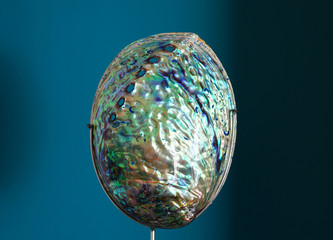 Blue and green mother-of-pearl abalone paua shell
