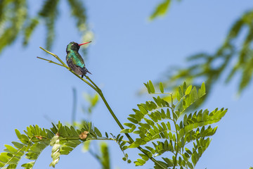 colibrí observando desde una rama