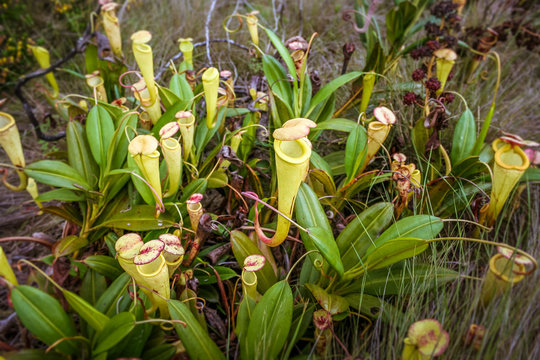 Nepenthes, carnivorous plant