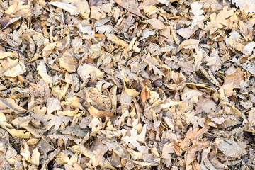 carpet of oak leaves