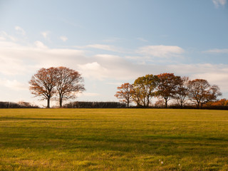 Obraz premium empty grass land country trees blue sky clouds landscape plain