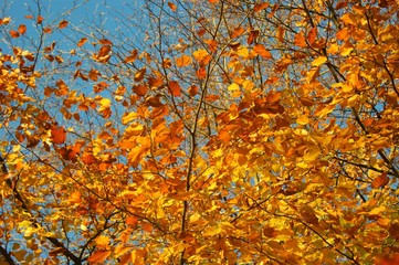 A close-up image of colourful Autumn leaves.