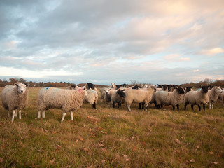 Fototapeta premium farmland close up white sheep farm grass grazing standing animals