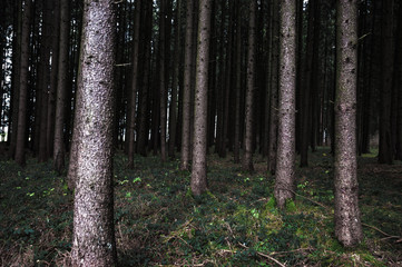 Obraz premium Märchenwald bei Biberach im Algäu