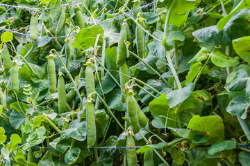 Peas growing on vine