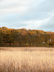 stunning golden reeds beautiful country empty space plans autumn bloom