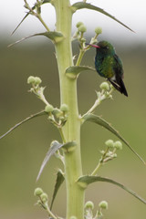 colibrí reposando © mariotarante