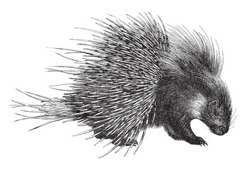 Crested Porcupine (Hystrix cristata) / vintage illustration