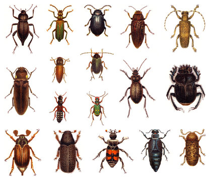 Beetle collection / vintage illustration