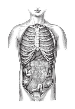 Human body anatomy with organs / vintage illustration