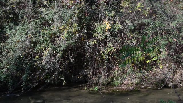 Canale d'irrigazione con chiusa antica nel Parco del Ticino Sud MIlano