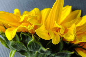 Closeup of sunfllower petals