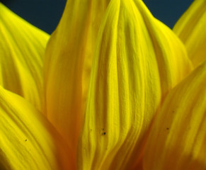 Closeup of sunfllower petals