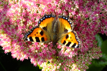 Small tortoiseshell butterfly.
