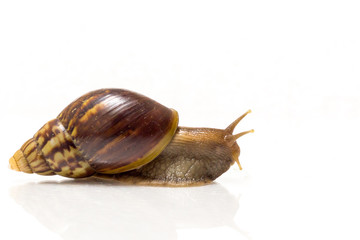 Snail on white background.