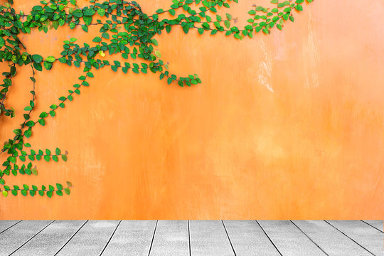 Wooden board the orange wall green ivy plant. © suwatwongkham