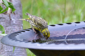 Männlicher Girlitz an der Vogeltränke