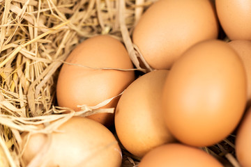Chicken eggs lying in the hay