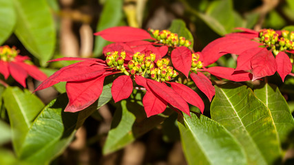Red poinsettia flowers