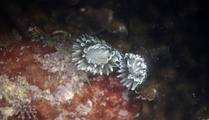 underwater world - coral on the sea bottom