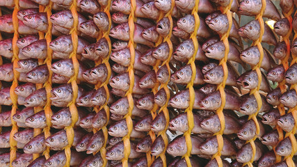 Dried fishing neatly hanged in rows at a more traditional shop in Songjeong Station Market near Songjeong KTX Station, Gwangju, South Korea.