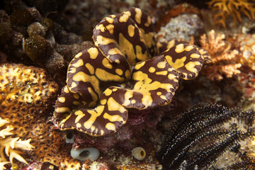 underwater world - brown and yellow giant clam