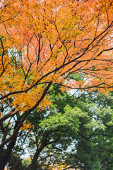 Season of beautiful autumn tree in park.